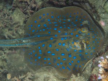 Bluespotted Ribbontail Ray - Taeniura lymma - Komodo, Indonesia