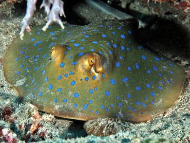 Bluespotted Ribbontail Ray - Taeniura lymma - Lombok, Indonesia
