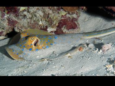 Bluespotted Ribbontail Ray - Taeniura lymma - Komodo, Indonesia