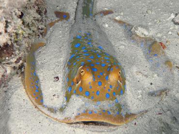 Bluespotted Ribbontail Ray - Taeniura lymma - Komodo, Indonesia