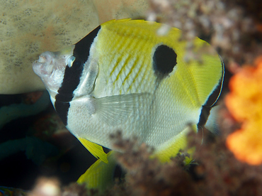 Teardrop Butterflyfish - Chaetodon unimaculatus - Wakatobi, Indonesia