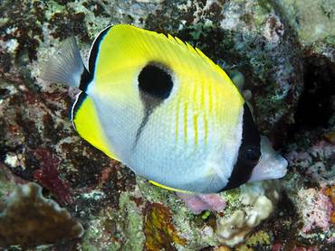 Details about   Teardrop butterflyfish Chaetodon unimaculatus Fish Taxidermy Oddities