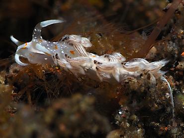Tenellia sp. 1 - Tenellia sp. 1 - Bali, Indonesia
