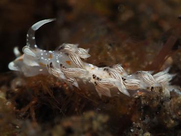 Tenellia sp. 1 - Tenellia sp. 1 - Bali, Indonesia
