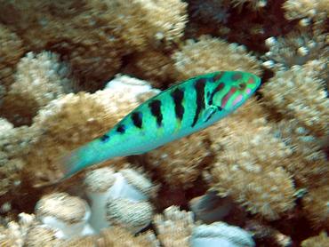 Sixbar Wrasse - Thalassoma hardwicke - Komodo, Indonesia