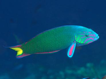 Moon Wrasse - Thalassoma lunare - Komodo, Indonesia