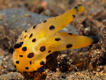 Black-Tipped Thecacera - Thecacera sp. 1 - Bali, Indonesia