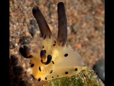 Black-Horn Tecacera - Thecacera sp.2 - Bali, Indonesia