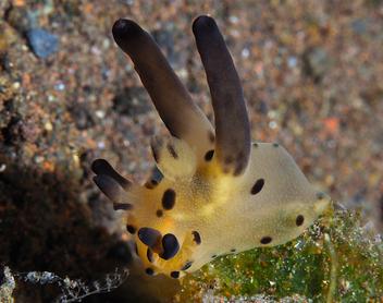 Black-Horn Tecacera - Thecacera sp.2 - Bali, Indonesia