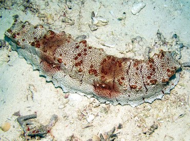 Giant Sea Cucumber - Thelenota anax - Palau