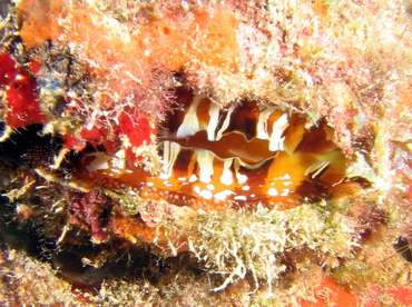 Atlantic Thorny-Oyster - Spondylus americanus - Key Largo, Florida