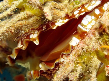 Atlantic Thorny-Oyster - Spondylus americanus - Nassau, Bahamas