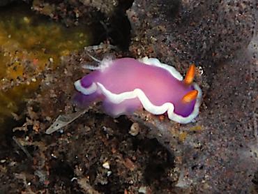 Sea-Purple Thorunna - Thorunna halourga - Bali, Indonesia