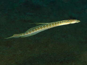Threadfin Sand Diver - Trichonotus elegans - Dumaguete, Philippines