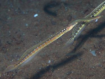 Threadfin Sand Diver - Trichonotus elegans - Bali, Indonesia
