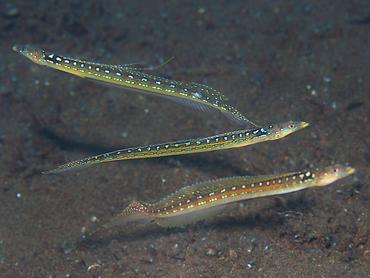 Threadfin Sand Diver - Trichonotus elegans - Bali, Indonesia