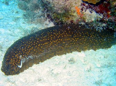 Three-Rowed Sea Cucumber - Isostichopus badionotus - Bimini, Bahamas