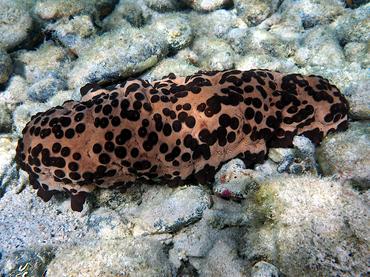 Three-Rowed Sea Cucumber - Isostichopus badionotus - British Virgin Islands