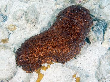 Three-Rowed Sea Cucumber - Isostichopus badionotus - British Virgin Islands