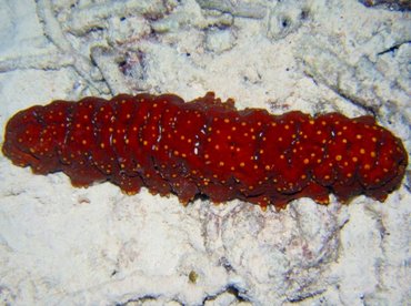 Three-Rowed Sea Cucumber - Isostichopus badionotus - Bonaire