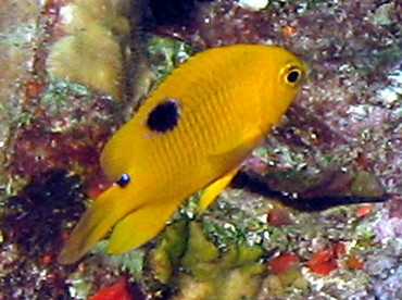 Threespot Damselfish - Stegastes planifrons - Aruba