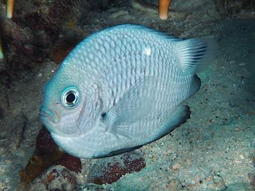 Threespot Dascyllus - Dascyllus trimaculatus - Komodo, Indonesia