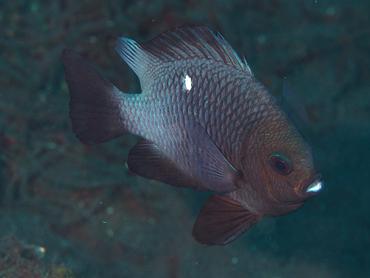 Threespot Dascyllus - Dascyllus trimaculatus - Bali, Indonesia
