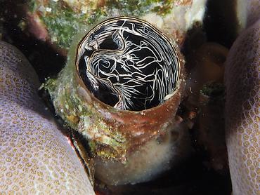 Grand Coral Worm Snail - Thylacodes grandis - Komodo, Indonesia