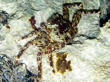 Tidal Spray Crab - Plagusia depressa - Cozumel, Mexico