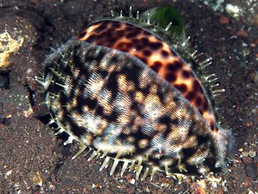 Tiger Cowrie - Cypraea tigris - Bali, Indonesia