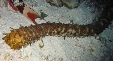 Tiger Tail Sea Cucumber - Holothuria thomasi - Cozumel, Mexico