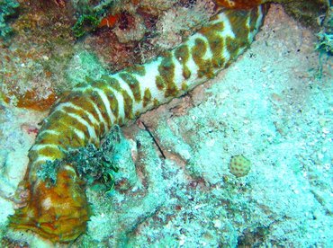 Tiger Tail Sea Cucumber - Holothuria thomasi - Nassau, Bahamas