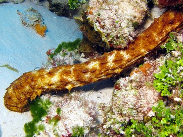 Tiger Tail Sea Cucumber - Holothuria thomasi - Cozumel, Mexico