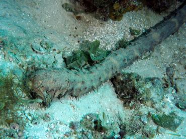Tiger Tail Sea Cucumber - Holothuria (Thymiosycia) thomasi - British Virgin Islands
