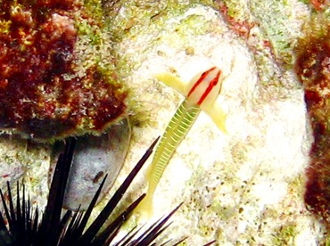 Cayman Greenbanded Goby - Tigrigobius harveyi - Grand Cayman