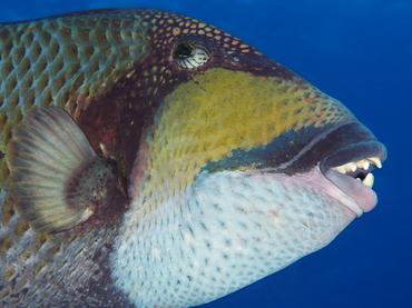 Titan Triggerfish - Balistoides viridescens - Rangiroa, French Polynesia