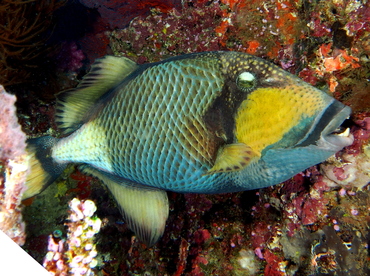 Titan Triggerfish - Balistoides viridescens - Fiji