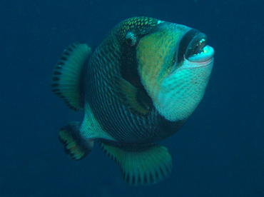 Titan Triggerfish - Balistoides viridescens - Wakatobi, Indonesia