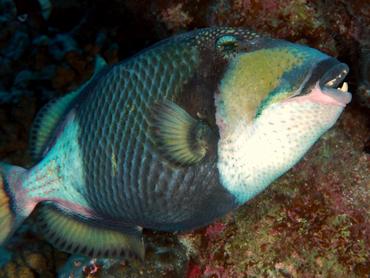 Titan Triggerfish - Balistoides viridescens - Rangiroa, French Polynesia