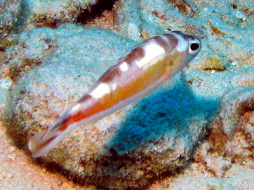 Tobaccofish - Serranus tabacarius - Grand Cayman