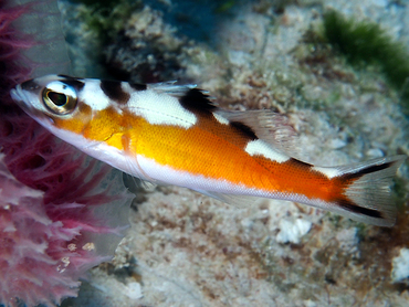 Tobaccofish - Serranus tabacarius - Cozumel, Mexico