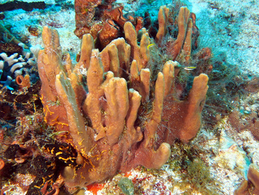 Circular Column Sponge - Topsentia ophiraphidites - Cozumel, Mexico