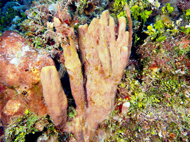 Circular Column Sponge - Topsentia ophiraphidites - Cozumel, Mexico
