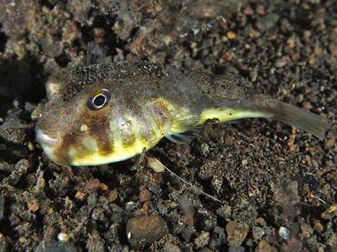 Northern Toadfish - Torquigener hypselogeneion - Komodo, Indonesia