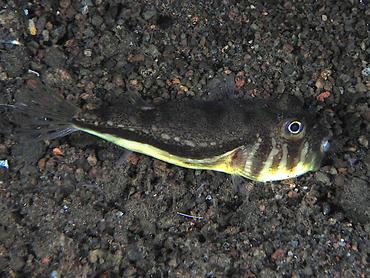 Northern Toadfish - Torquigener hypselogeneion - Komodo, Indonesia
