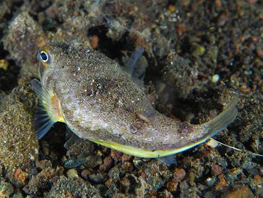 Northern Toadfish - Torquigener hypselogeneion - Komodo, Indonesia
