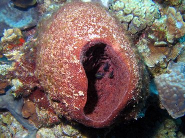 Touch-Me-Not Sponge - Neofibularia nolitangere - Bonaire