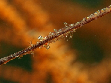 Saw-Blade Shrimp - Tozeuma armatum - Lembeh Strait, Indonesia
