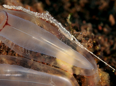 Ocellated Tozeuma Shrimp - Tozeuma lanceolatum - Bali, Indonesia