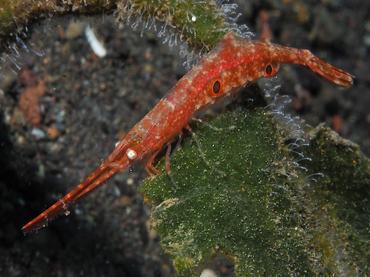 Ocellated Tozeuma Shrimp - Tozeuma lanceolatum - Bali, Indonesia